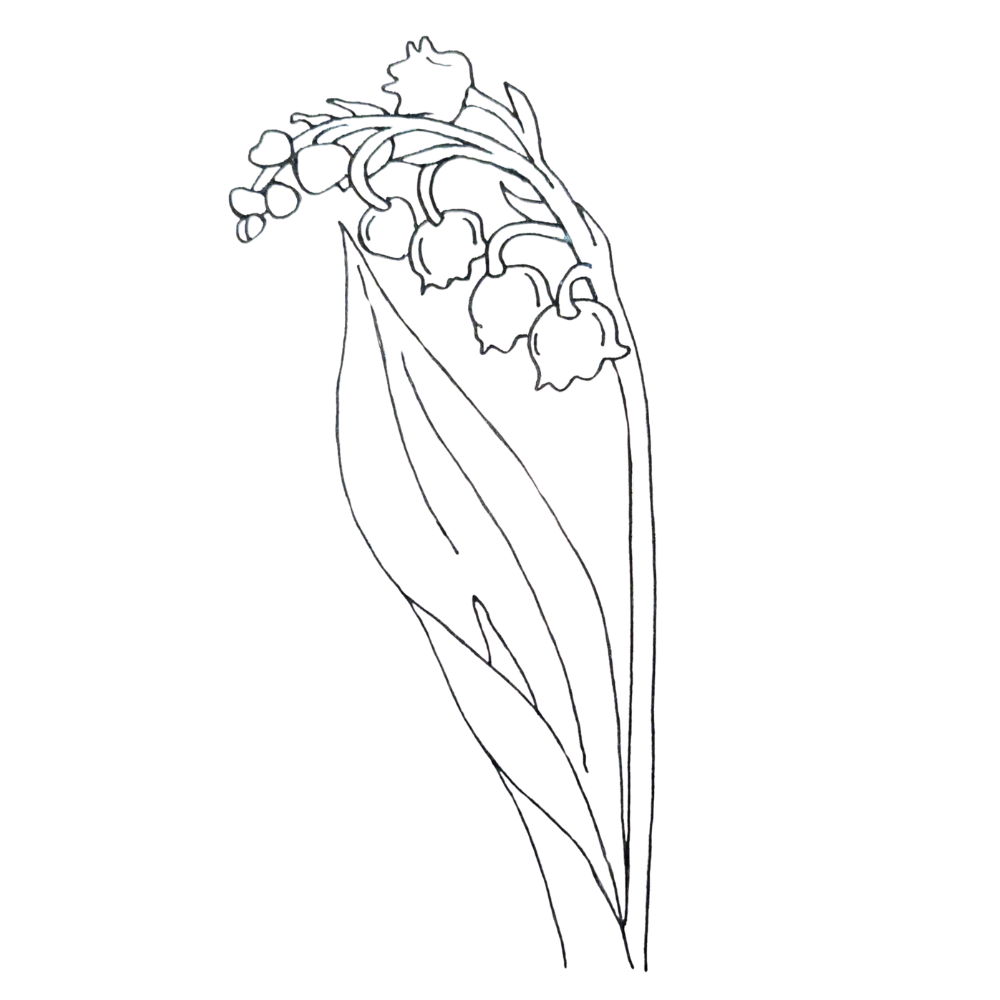 Engraved Art in The Lab: Lily of the Valley Drawing Lesson - Date TBA